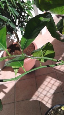 Qui si notano le macchie nere sui rami / 20151012_125433.jpg 20151012_125433.jpg