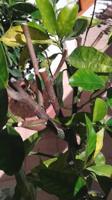 20151012_125451.jpg (163.08 KiB) Osservato 1114 volte 20151012_125451.jpg