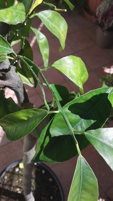 20151012_125512.jpg (141.27 KiB) Osservato 1114 volte 20151012_125512.jpg