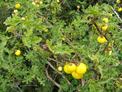 questo è il pomo di sodoma o pomodoro selvatico. / Immagine 071.jpg_20062272297_Immagine 071.jpg Immagine 071.jpg_20062272297_Immagine 071.jpg