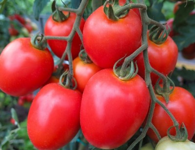 pomodoro-cencara.jpg (89.03 KiB) Osservato 631 volte pomodoro-cencara.jpg