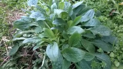 WP_20160123_002 (FILEminimizer).jpg (23.49 KiB) Osservato 705 volte WP_20160123_002 (FILEminimizer).jpg