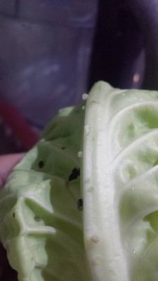 verza2bisse.jpg (123.9 KiB) Osservato 638 volte verza2bisse.jpg