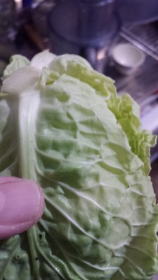 verza1bis.jpg (146.17 KiB) Osservato 638 volte verza1bis.jpg