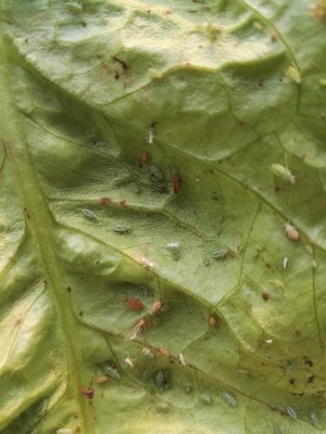 IMG_20160314_175344_Ridimensionata.jpg (159.62 KiB) Osservato 729 volte IMG_20160314_175344_Ridimensionata.jpg