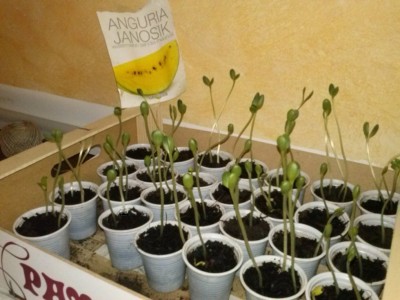 CAM00177 (FILEminimizer).jpg (114.64 KiB) Osservato 783 volte CAM00177 (FILEminimizer).jpg