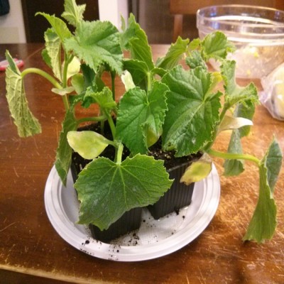 IMG_20160406_193123.jpg (367.31 KiB) Osservato 3980 volte IMG_20160406_193123.jpg