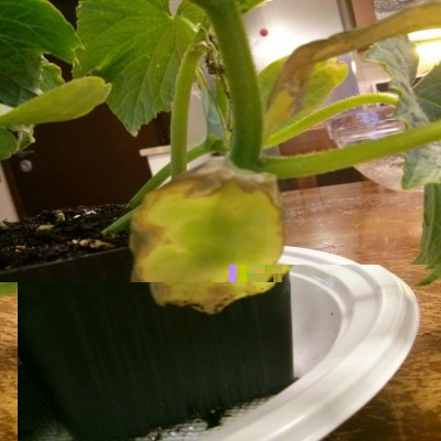 IMG_20160406_193138.jpg (344.46 KiB) Osservato 3980 volte IMG_20160406_193138.jpg