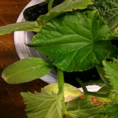 IMG_20160406_193204.jpg (357.18 KiB) Osservato 3980 volte IMG_20160406_193204.jpg