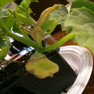 IMG_20160406_193226.jpg (358.63 KiB) Osservato 3980 volte IMG_20160406_193226.jpg