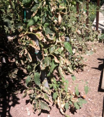 Foto0685.jpg (83.83 KiB) Osservato 1619 volte Foto0685.jpg