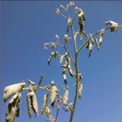 Foto0687.jpg (26.59 KiB) Osservato 1619 volte Foto0687.jpg