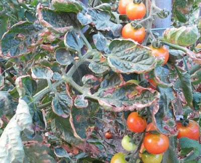 Immagine.JPG (68.69 KiB) Osservato 1619 volte Immagine.JPG