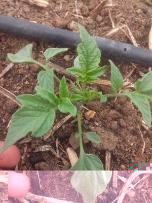 IMG_20160424_120532.jpg (233.47 KiB) Osservato 790 volte IMG_20160424_120532.jpg