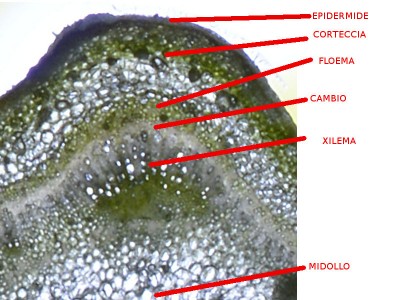 3.jpg (146.02 KiB) Osservato 1239 volte 3.jpg