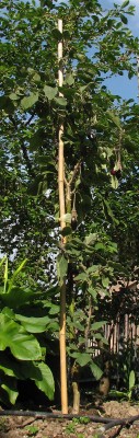 albero delle melanzane.jpg (130.6 KiB) Osservato 1497 volte albero delle melanzane.jpg