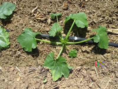 1. zucchine / IMG_0280.JPG IMG_0280.JPG