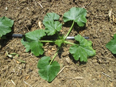 2. zucchine / IMG_0281.JPG IMG_0281.JPG