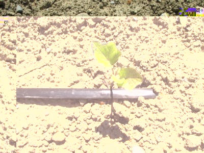 3. melanzane / IMG_0284.JPG IMG_0284.JPG