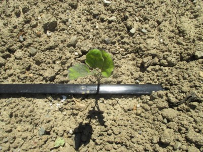 4. melanzane / IMG_0285.JPG IMG_0285.JPG