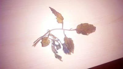 IMG_20160523_173035.jpg (44.64 KiB) Osservato 1359 volte IMG_20160523_173035.jpg