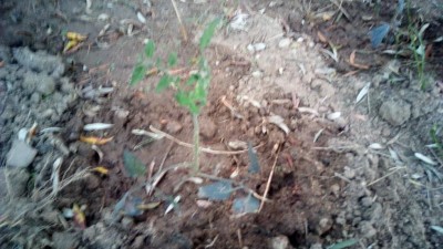 IMG_20160524_195300.jpg (96.46 KiB) Osservato 1248 volte IMG_20160524_195300.jpg