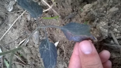 WP_20160526_19_20_22_Pro.jpg (75.97 KiB) Osservato 1158 volte WP_20160526_19_20_22_Pro.jpg