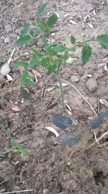 WP_20160526_19_20_42_Pro.jpg (124.64 KiB) Osservato 1116 volte WP_20160526_19_20_42_Pro.jpg