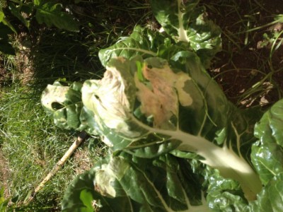 IMG_1212.JPG (118.59 KiB) Osservato 488 volte IMG_1212.JPG