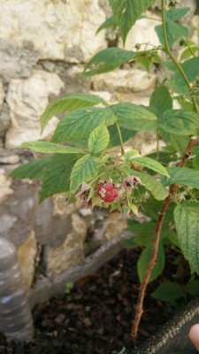 IMG-20160530-WA0018.jpg (68.8 KiB) Osservato 1183 volte IMG-20160530-WA0018.jpg