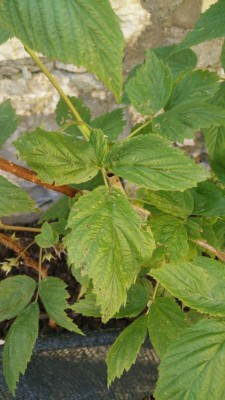 IMG-20160530-WA0016.jpg (81.07 KiB) Osservato 1183 volte IMG-20160530-WA0016.jpg