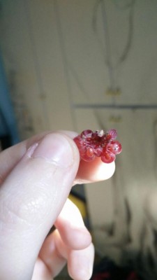 IMG-20160530-WA0011.jpg (32.43 KiB) Osservato 1183 volte IMG-20160530-WA0011.jpg