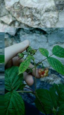 IMG-20160530-WA0001.jpg (65.84 KiB) Osservato 1183 volte IMG-20160530-WA0001.jpg