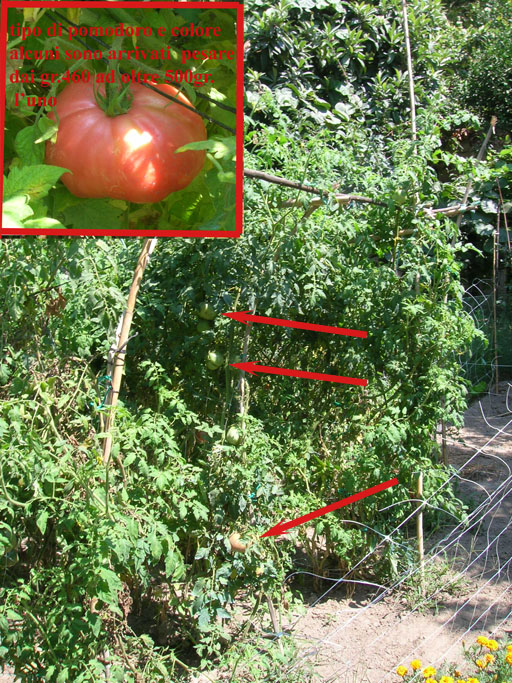 pomodoro pianta e riquadro.jpg