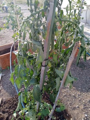 rsz_1s1.jpg (110.73 KiB) Osservato 677 volte rsz_1s1.jpg