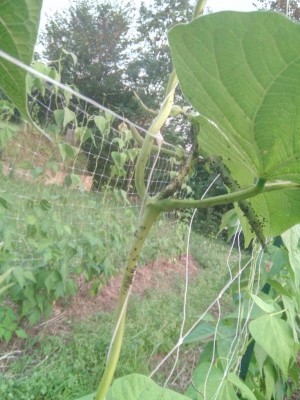 IMG_20160706_202757.jpg (112.58 KiB) Osservato 444 volte IMG_20160706_202757.jpg