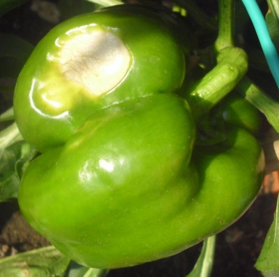 CIMG1794.JPG (76.76 KiB) Osservato 1080 volte CIMG1794.JPG