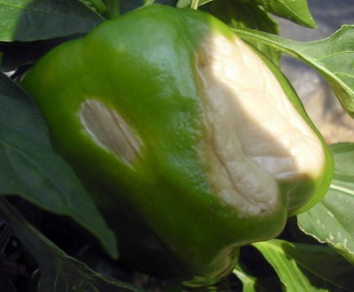 CIMG1795.JPG (62.39 KiB) Osservato 1080 volte CIMG1795.JPG