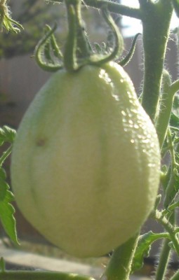 La foto è sfocata, ma la buccia è avvizzita e assomiglia a quella di una arancia. / CIMG1796.JPG CIMG1796.JPG