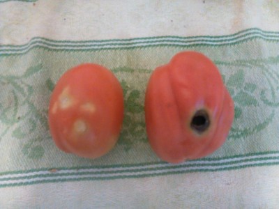 Pomodori.jpg (80.1 KiB) Osservato 703 volte Pomodori.jpg