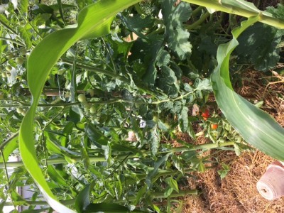 IMG_0587.JPG (202.96 KiB) Osservato 901 volte IMG_0587.JPG