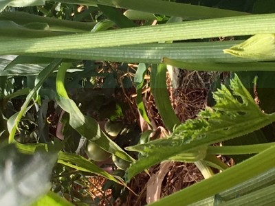 IMG_0588.JPG (136.04 KiB) Osservato 901 volte IMG_0588.JPG