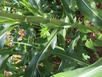 IMG_0589.JPG (165.54 KiB) Osservato 901 volte IMG_0589.JPG