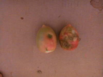 Pomodori 1.jpg (52.81 KiB) Osservato 619 volte Pomodori 1.jpg