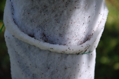 149.JPG (179.97 KiB) Osservato 1311 volte 149.JPG