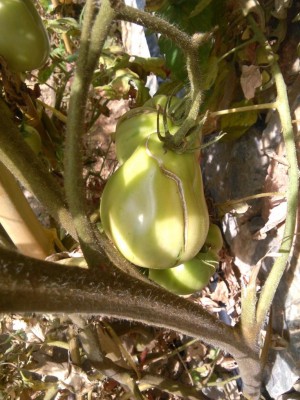 Pomo 9 spaccatura.jpg (124.4 KiB) Osservato 456 volte Pomo 9 spaccatura.jpg