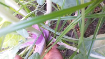 20160731_184324.jpg (55.54 KiB) Osservato 638 volte 20160731_184324.jpg