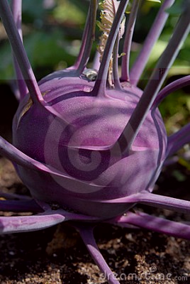 cavolo-viola-del-cavolo-rapa-11786780.jpg (46.1 KiB) Osservato 583 volte cavolo-viola-del-cavolo-rapa-11786780.jpg