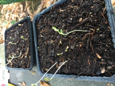 IMG_0670.JPG (165.62 KiB) Osservato 572 volte IMG_0670.JPG