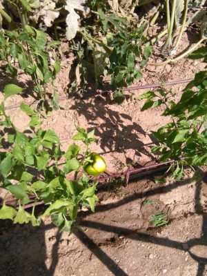 Peperone pianta.jpg (183.66 KiB) Osservato 1497 volte Peperone pianta.jpg